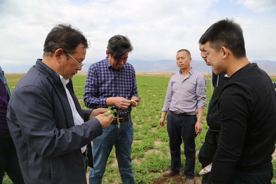 圍繞牧場建設(shè)牧草基地  有效穩(wěn)定牧草銷售市場