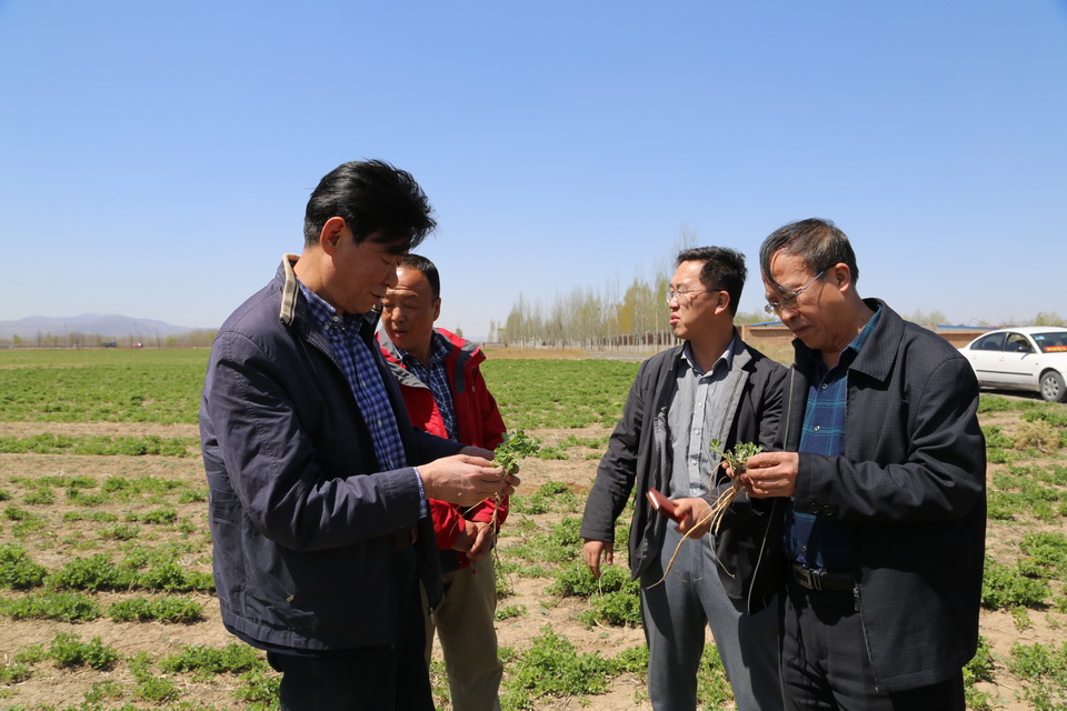 圍繞牧場建設(shè)牧草基地  有效穩(wěn)定牧草銷售市場