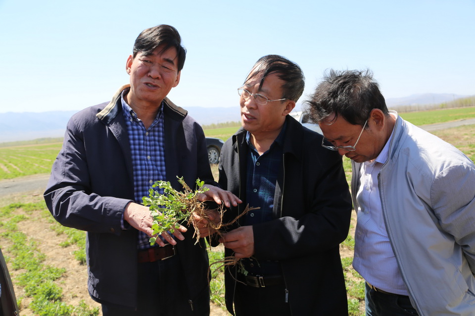 圍繞牧場建設(shè)牧草基地  有效穩(wěn)定牧草銷售市場