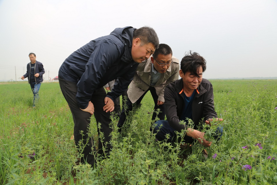 圍繞牧場建設(shè)牧草基地  有效穩(wěn)定牧草銷售市場